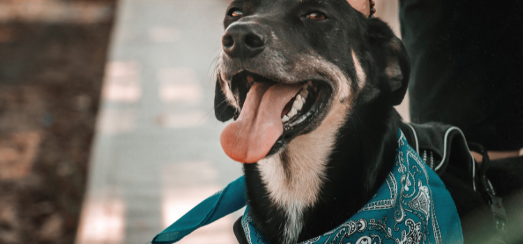 New Puppy Checklist: 24-Hour Guide | Best Online Pet Training 2026